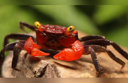 吸血鬼蟹：我国新出现的神秘宠物，美丽外表下的危险隐患