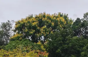 长宁地区黄金雨再现，秋日街景焕然一新！