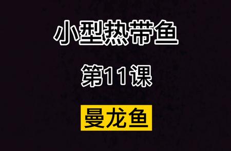 曼龙鱼：热带观赏鱼的全新知识解读