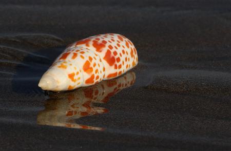 月光石进口流程详解