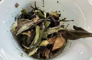 福鼎白茶：品味独特的传统名茶