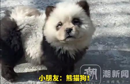 动物园巧妙应对：松狮犬染色补位成熊猫亮点