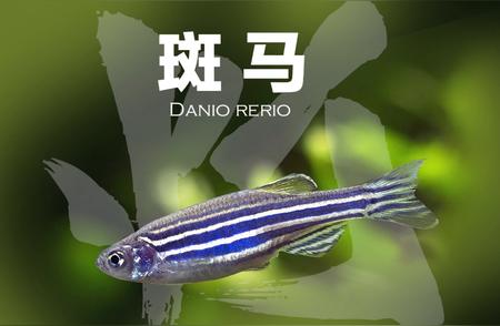 探索神秘生物：斑马鱼（Danio rerio）的奇妙世界