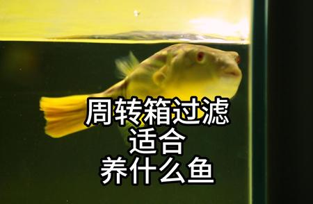 周转箱过滤系统下的观赏鱼养殖指南