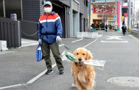 日本金毛犬的购物之旅：温馨陪伴与帮助拿菜