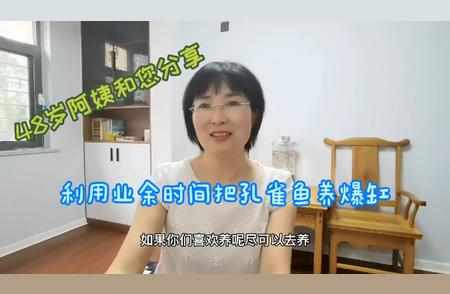 孔雀鱼养殖秘诀：48岁阿姨的业余养鱼爆缸经验