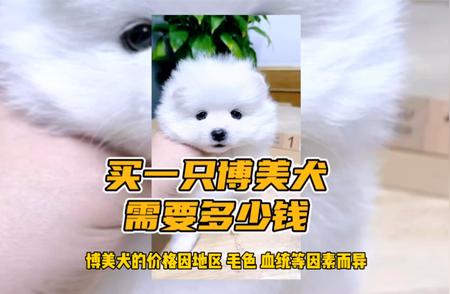 博美犬价格大揭秘：购买一只需要多少钱？