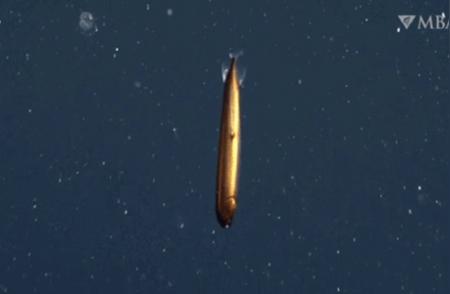罕见“龙鱼”现身美国深海，通体青铜金属色形似鱼雷！