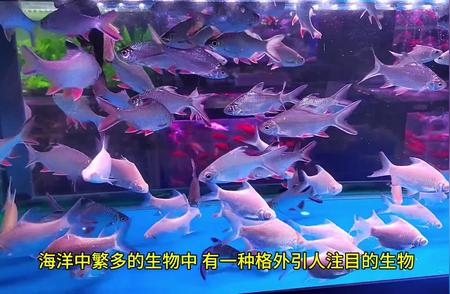 剑尾鱼：海洋中的独特生物