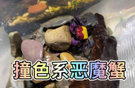 恶魔蟹再次到家：新环境适应之旅记录