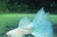 珍稀物种：红眼白子蓝草尾孔雀鱼，请善待它