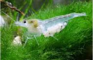 雪球虾：一种令人惊艳的观赏虾