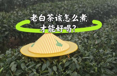 零基础煮茶课：掌握3招，老白茶香醇细滑入口来