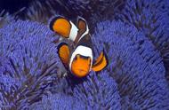 欣赏海洋世界：美丽的小丑鱼图集