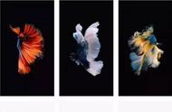 美的震撼！iPhone摄影师在斗鱼上创作了哪些惊艳作品？