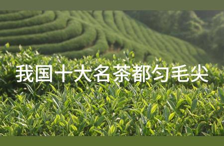 都匀毛尖：中国十大名茶之一的故事