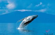 南海首次现鲸落奇观！
