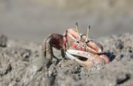 青岛：招潮蟹在滩涂上展现可爱魅力