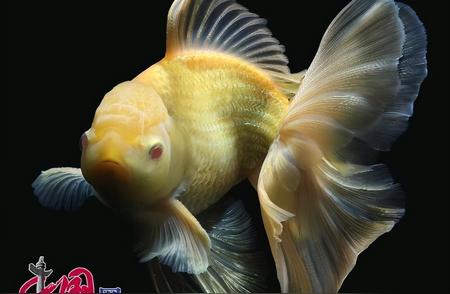 90后创新玩法：24k黄金光泽金鱼的惊艳之美
