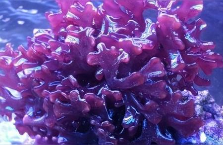 珊瑚藻：海洋中的红藻特性及其生态影响