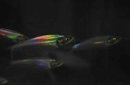 生物学家揭示：鱼如何在不依赖色素的情况下呈现彩虹色