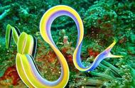 五彩斑斓的海洋精灵：海鳗