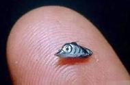 海洋中的神秘生物：旗鱼，从微小米粒到海洋霸主的华丽蜕变
