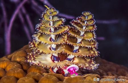探索全球十大绝美珊瑚