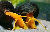 螺类收藏家的胜利：观赏螺集齐了，你能找到喜欢的吗？