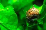 揭秘彩蛋豹纹螺：观赏螺的奇妙世界