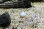 螺类繁殖观察：品种差异下的卵形态与出生方式