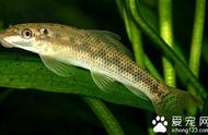 如何养护青苔鼠鱼：一份详尽的指南
