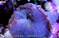海底珊瑚：一部顶级艺术纪录片的深度探索