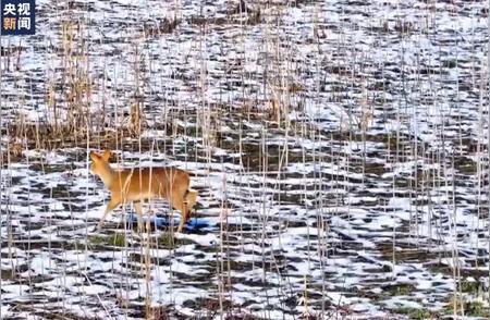 南京湿地现鸭浪奇观，生物多样性惊人！