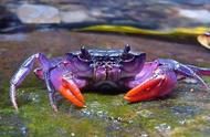 菲律宾海域现神秘紫色螃蟹，你敢尝试吗？