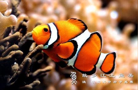 小丑鱼的分类与外形特征一览