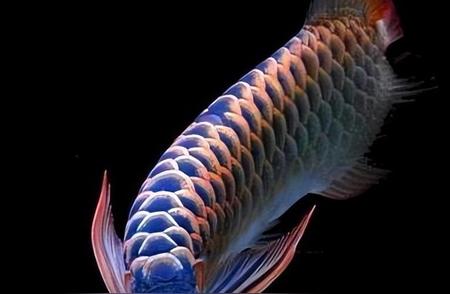 淡水之宝：揭秘龙鱼的独特特点及其生态影响