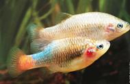 红尾胎生鳉鱼：孔雀鱼的亲戚，色彩斑斓的小鱼