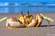 螃蟹的美食世界：我们吃它们，那它们又吃什么呢？