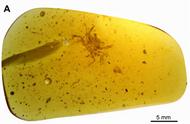 哈佛科研揭秘：琥珀中亿年螃蟹的完美保存