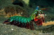 孔雀虾：海洋中的华丽生物，为何无人敢触碰？