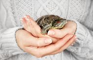 龟类饲养秘诀：为何你的龟不如他人的健康？