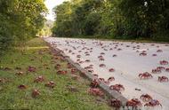 澳大利亚红蟹大迁徙：壮观景象令人震撼，居民的善举感动人心