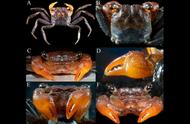 泰国惊现新物种：生物学家揭秘吸血鬼蟹的恐怖真相！