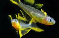 彩虹鱼：小型观赏鱼的美人鱼之美