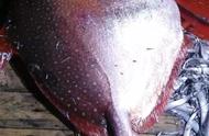 温岭海域现重达200斤的罕见“月亮鱼”，买家以3890元购得
