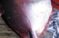 浙江渔船捕获152斤罕见温血鱼类，幸运的“月亮鱼”