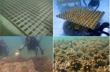 在海底培育珊瑚的勇者：对抗气候变化，我们无法袖手旁观