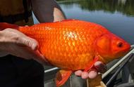 美国湖泊惊现巨型金鱼，体长45cm，重达1.8公斤