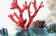 珊瑚的奥秘：你真的了解吗？